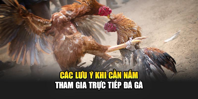 Trực Tiếp Đá Gà 188BET - Trận Đấu Kịch Tính Mọi Lúc Mọi Nơi 3 Các lưu ý khi cần nắm tham gia trực tiếp đá gà 188BET