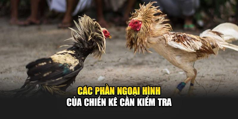 Các phần ngoại hình của chiến kê cần kiểm tra