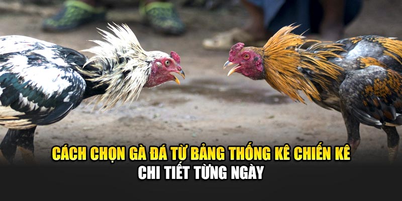 Cách chọn gà đá từ bảng thống kê chiến kê chi tiết từng ngày