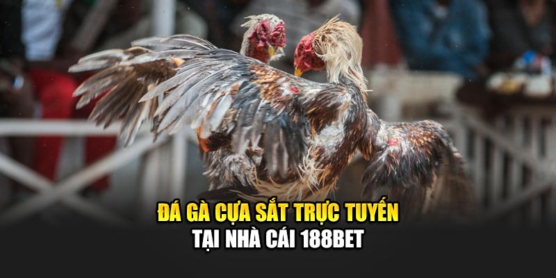 Kinh Nghiệm Chơi Đá Gà Cựa Sắt Tại Nhà Cái 188Bet Uy Tín 1 Đá gà cựa sắt trực tuyến tại nhà cái 188Bet