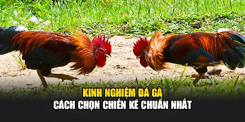 Kinh Nghiệm Đá Gà 188BET - Chiến Lược Đánh Bại Đối Thủ Dễ Dàng 1 Kinh nghiệm đá gà 188BET - Cách chọn chiến kê chuẩn nhất