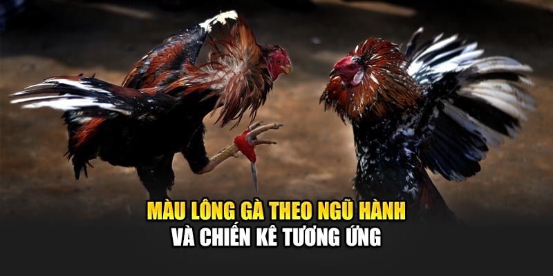 Màu lông gà theo ngũ hành và chiến kê tương ứng