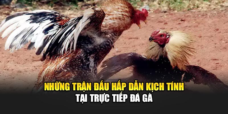 Trực Tiếp Đá Gà 188BET - Trận Đấu Kịch Tính Mọi Lúc Mọi Nơi 2 Những trận đấu hấp dẫn kịch tính tại trực tiếp đá gà 188BET