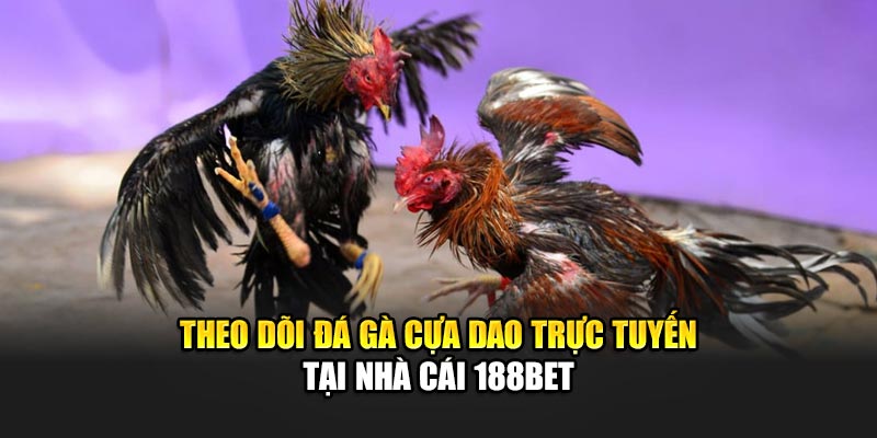 Theo dõi đá gà cựa dao trực tuyến tại nhà cái 188Bet