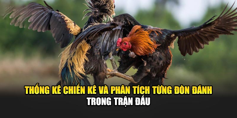 Trải Nghiệm Đá Gà Đòn Đỉnh Cao Tại Nhà Cái 188Bet Uy Tín 3 Thống kê chiến kê và phân tích từng đòn đánh trong trận đấu