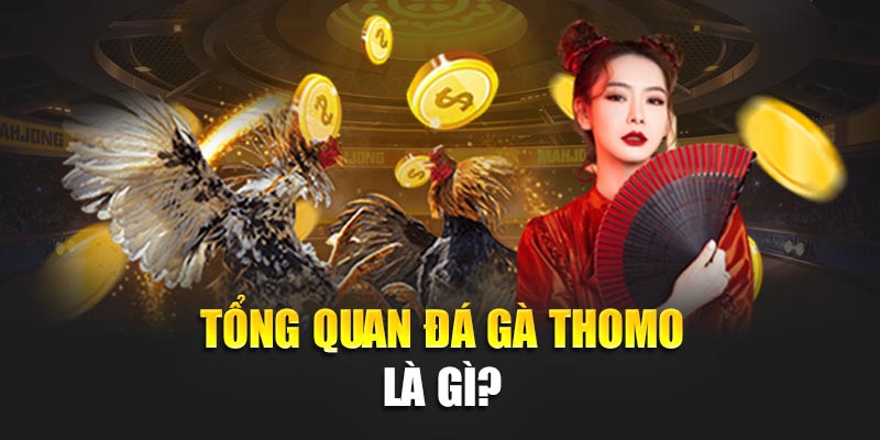 Đá Gà Thomo 188BET – Đấu Trường Rực Lửa, Cược Hấp Dẫn 1 Tổng quan đá gà thomo là gì?